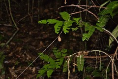 Spilasma duodecimguttata