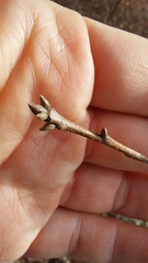 Quercus georgiana