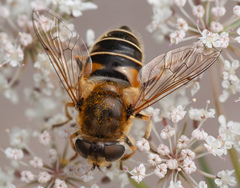 Eristalis nemorum