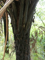 Cyathea australis