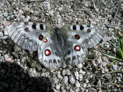 Parnassius tianschanicus