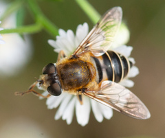 Eristalis nemorum