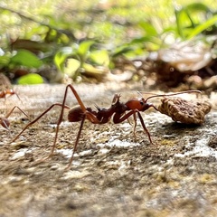 Atta cephalotes