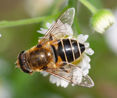 Eristalis nemorum