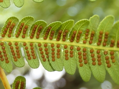 Cyathea australis