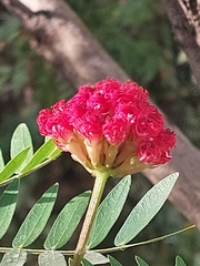 Calliandra surinamensis