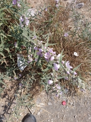 Sphaeralcea angustifolia