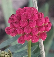 Calliandra surinamensis