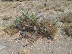 Sphaeralcea angustifolia