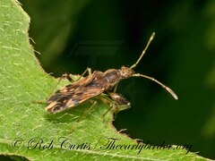 Neopamera albocincta