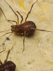 Epedanidae