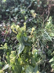 Mercurialis annua