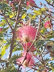 Calliandra surinamensis