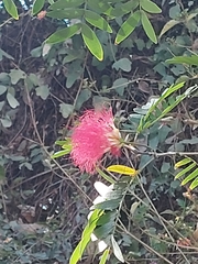 Calliandra surinamensis