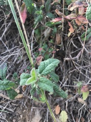 Cistus