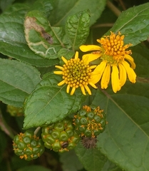 Tilesia baccata