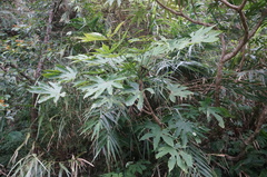 Fatsia polycarpa