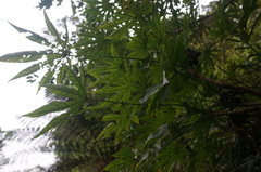 Fatsia polycarpa
