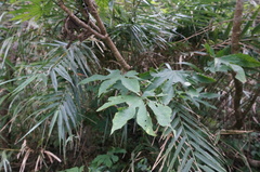 Fatsia polycarpa
