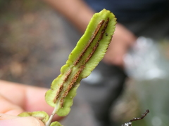 Blechnum ambiguum
