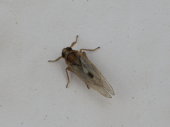 Laodelphax striatella