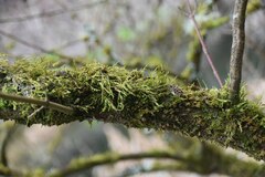 Cryphaea heteromalla