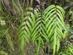 Blechnum gregsonii