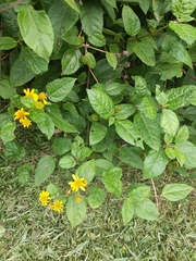 Tilesia baccata