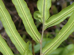 Blechnum gregsonii