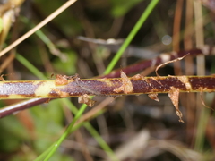 Blechnum gregsonii