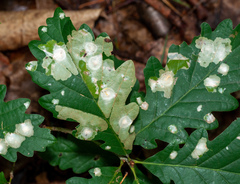 Tischeria ekebladella
