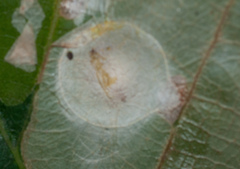 Tischeria ekebladella