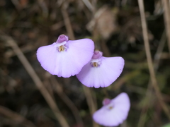 Utricularia uniflora