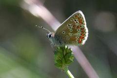 Aricia artaxerxes