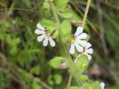 Scaevola hookeri
