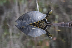 Pseudemys floridana