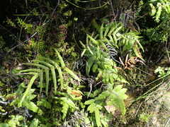Blechnum ambiguum