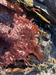 Chondracanthus