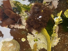Vertebrata lanosa
