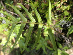 Blechnum gregsonii