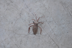 Prionolomia