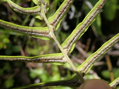 Blechnum gregsonii