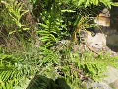 Blechnum minus