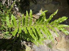 Blechnum minus