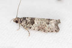 Pseudexentera knudsoni