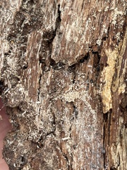 Hypocenomyce scalaris