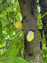 Theobroma cacao