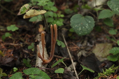 Macrotyphula contorta