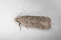 Anacampsis comparanda