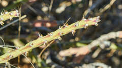 Cylindropuntia leptocaulis
